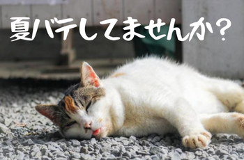 check！　夏バテしてませんか？